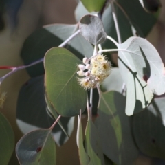 Eucalyptus polyanthemos (Red Box) at Albury, NSW - 23 May 2021 by KylieWaldon