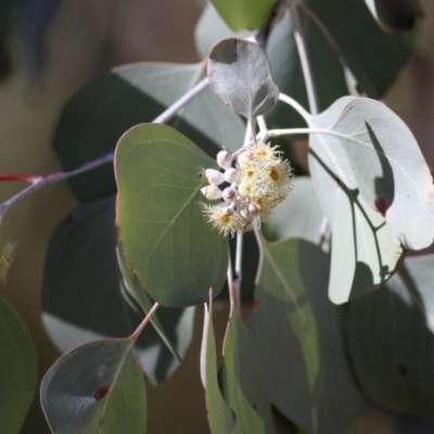 Eucalyptus polyanthemos (Red Box) at Albury, NSW - 23 May 2021 by KylieWaldon