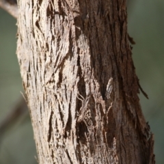 Eucalyptus polyanthemos at Albury, NSW - 23 May 2021 11:44 AM