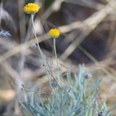 Leucochrysum albicans subsp. albicans (Hoary Sunray) at Nail Can Hill - 23 May 2021 by Kyliegw