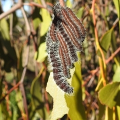 Delias harpalyce (Imperial Jezebel) at Tuggeranong DC, ACT - 23 May 2021 by HelenCross