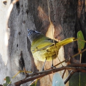 Nesoptilotis leucotis at Kambah, ACT - 23 May 2021 12:06 PM