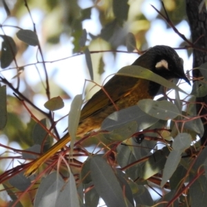 Nesoptilotis leucotis at Kambah, ACT - 23 May 2021