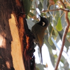 Nesoptilotis leucotis at Kambah, ACT - 23 May 2021