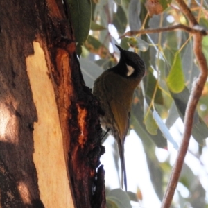 Nesoptilotis leucotis at Kambah, ACT - 23 May 2021