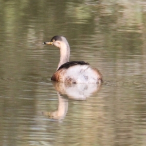 Tachybaptus novaehollandiae at Albury - 23 May 2021