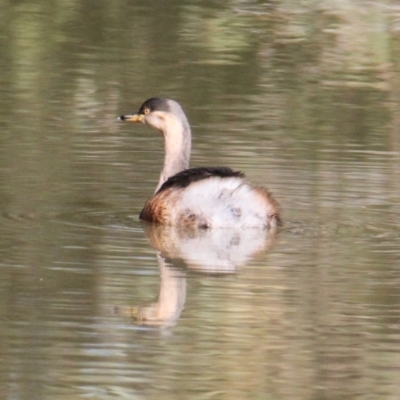 Tachybaptus novaehollandiae (Australasian Grebe) at Wonga Wetlands - 23 May 2021 by PaulF