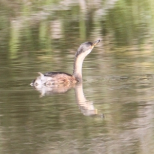 Tachybaptus novaehollandiae at Albury - 23 May 2021