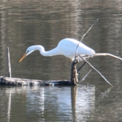 Ardea alba (Great Egret) at Splitters Creek, NSW - 23 May 2021 by PaulF