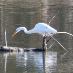 Ardea alba at Albury - 23 May 2021 02:59 PM