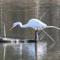 Ardea alba (Great Egret) at Wonga Wetlands - 23 May 2021 by PaulF