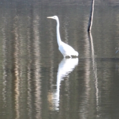 Ardea alba at Albury - 23 May 2021 02:59 PM