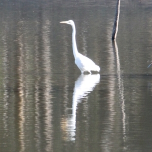 Ardea alba at Albury - 23 May 2021 02:59 PM