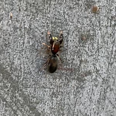 Rhombonotus gracilis (Graceful Ant Mimic) at Murrumbateman, NSW - 23 May 2021 by SimoneC