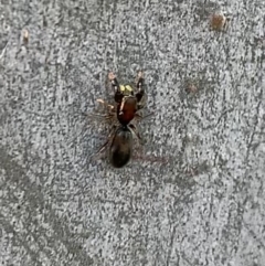 Rhombonotus gracilis (Graceful Ant Mimic) at Murrumbateman, NSW - 23 May 2021 by SimoneC