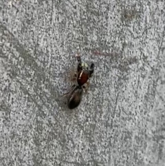 Rhombonotus gracilis at Murrumbateman, NSW - 23 May 2021