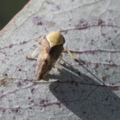 Brunotartessus fulvus (Yellow-headed Leafhopper) at Molonglo Valley, ACT - 29 Mar 2021 by AlisonMilton