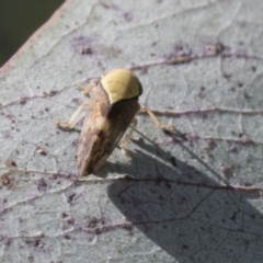Brunotartessus fulvus (Yellow-headed Leafhopper) at National Arboretum Woodland - 29 Mar 2021 by AlisonMilton