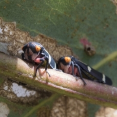 Eurymeloides pulchra (Gumtree hopper) at Molonglo Valley, ACT - 30 Mar 2021 by AlisonMilton