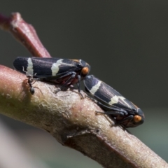 Eurymeloides pulchra at Molonglo Valley, ACT - 30 Mar 2021