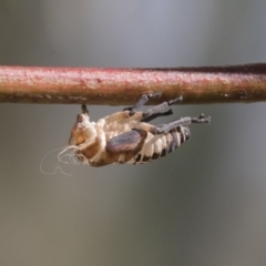 Eurymeloides pulchra at Molonglo Valley, ACT - 30 Mar 2021 10:08 AM