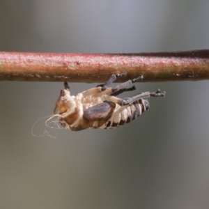 Eurymeloides pulchra at Molonglo Valley, ACT - 30 Mar 2021