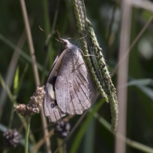 Heteronympha merope at Molonglo Valley, ACT - 30 Mar 2021 10:15 AM