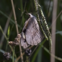 Heteronympha merope at Molonglo Valley, ACT - 30 Mar 2021 10:15 AM