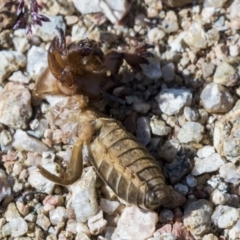 Gryllotalpa sp. (genus) (Mole Cricket) at National Arboretum Woodland - 29 Mar 2021 by AlisonMilton