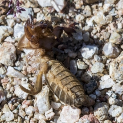 Gryllotalpa sp. (genus) (Mole Cricket) at Molonglo Valley, ACT - 29 Mar 2021 by AlisonMilton