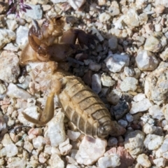 Gryllotalpa sp. (genus) at Molonglo Valley, ACT - 30 Mar 2021