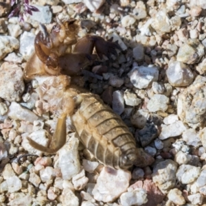 Gryllotalpa sp. (genus) at Molonglo Valley, ACT - 30 Mar 2021