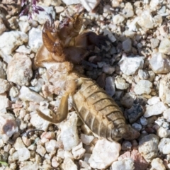 Gryllotalpa sp. (genus) at Molonglo Valley, ACT - 30 Mar 2021 09:57 AM