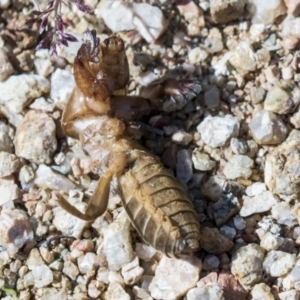 Gryllotalpa sp. (genus) at Molonglo Valley, ACT - 30 Mar 2021