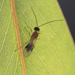 Unidentified Parasitic wasp (numerous families) at Molonglo Valley, ACT - 29 Mar 2021 by AlisonMilton