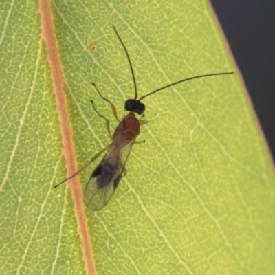 Unidentified Parasitic wasp (numerous families) at Molonglo Valley, ACT - 29 Mar 2021 by AlisonMilton