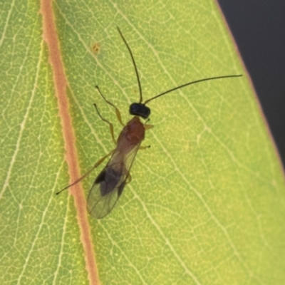 Braconidae (family) (Unidentified braconid wasp) at Molonglo Valley, ACT - 30 Mar 2021 by AlisonMilton