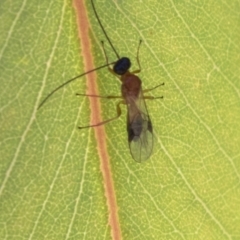 Braconidae (family) at Molonglo Valley, ACT - 30 Mar 2021