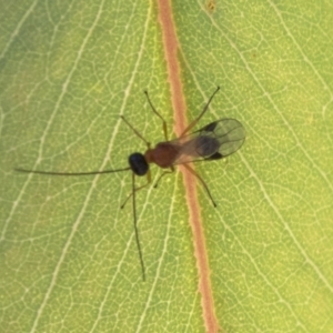 Braconidae (family) at Molonglo Valley, ACT - 30 Mar 2021