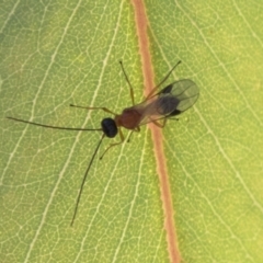 Braconidae (family) at Molonglo Valley, ACT - 30 Mar 2021