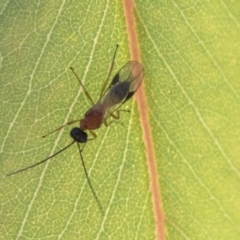 Braconidae (family) at Molonglo Valley, ACT - 30 Mar 2021 09:51 AM