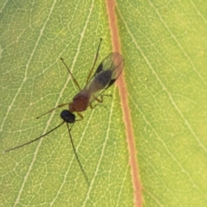 Braconidae (family) at Molonglo Valley, ACT - 30 Mar 2021