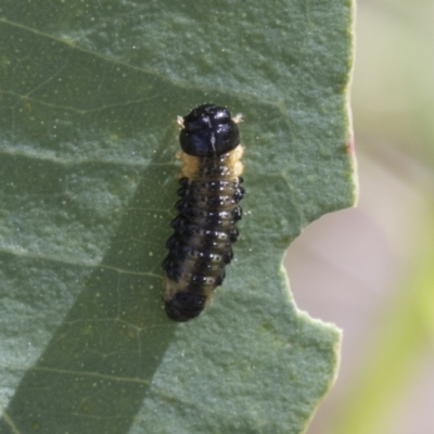 Paropsis atomaria (Eucalyptus leaf beetle) at Molonglo Valley, ACT - 30 Mar 2021 by AlisonMilton