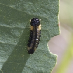 Paropsisterna sp. (genus) (A leaf beetle) at National Arboretum Woodland - 29 Mar 2021 by AlisonMilton