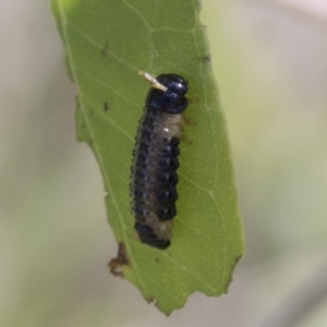 Paropsis atomaria at Molonglo Valley, ACT - 30 Mar 2021 10:10 AM