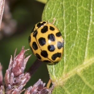 Harmonia conformis at Molonglo Valley, ACT - 30 Mar 2021