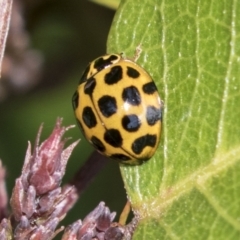 Harmonia conformis (Common Spotted Ladybird) at Molonglo Valley, ACT - 29 Mar 2021 by AlisonMilton