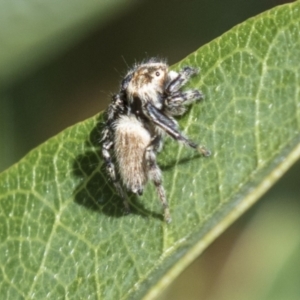 Maratus griseus at Molonglo Valley, ACT - 30 Mar 2021