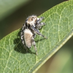 Maratus griseus at Molonglo Valley, ACT - 30 Mar 2021