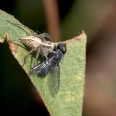 Oxyopes sp. (genus) (Lynx spider) at National Arboretum Woodland - 29 Mar 2021 by AlisonMilton